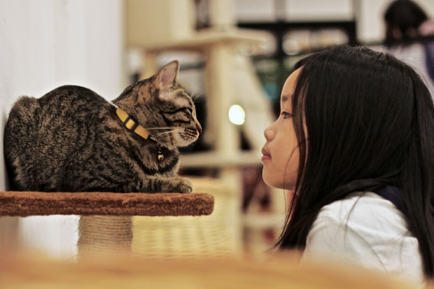 HELLO KITTY: It is hard to keep your eyes off Elly The Tabby,one of the resident cats at the cat cafe located on the second level of Bugis Village. (photo: shiona oosha)